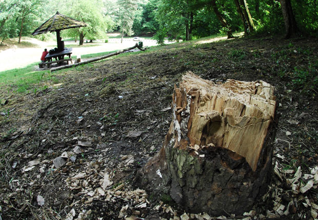 ВАНДАЛИЗАМ У КОШУТЊАКУ: Оштрo казнити све дрвосече 